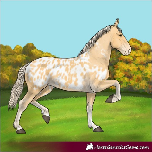 Horse Color:Palomino Appaloosa