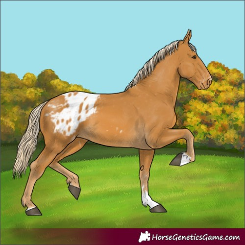 Horse Color:Palomino Appaloosa 