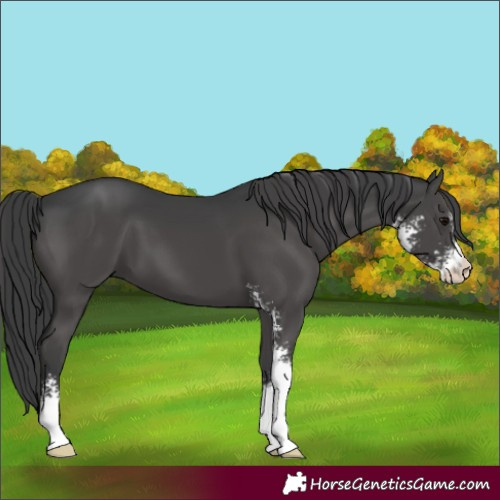 Horse Color:Black Sabino 