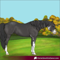 Horse Color:Black Sabino