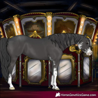 Horse Color:Black Sabino 