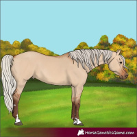 Horse Color:Silver Bay Dun