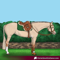 Horse Color:Red Dun Sabino Rabicano 