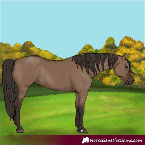 Horse Color:Liver Red Dun Rabicano 