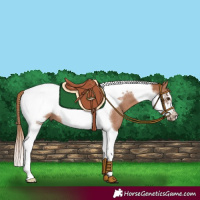 Horse Color:Chestnut Tobiano Frame Rabicano 