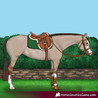 Horse Color:Liver Red Dun Rabicano 