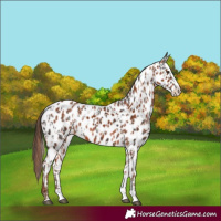 Horse Color:Liver Chestnut Sabino Splash Near Leopard and Chestnut Sabino Splash Near Leopard