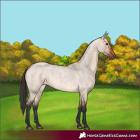 Horse Color:Bay Roan Dun 