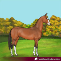 Horse Color:Bay Splash