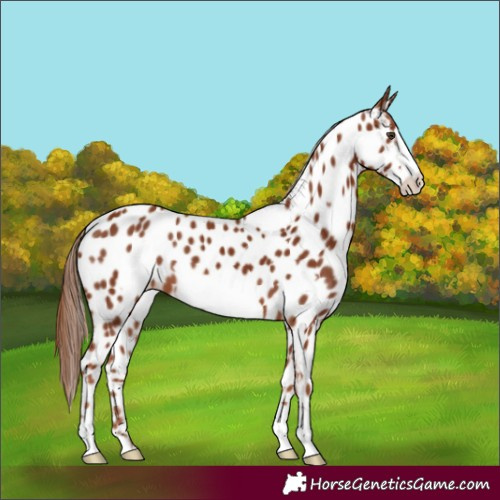 Horse Color:Chestnut Frame Appaloosa 