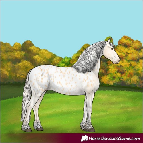 Horse Color:Palomino Appaloosa 