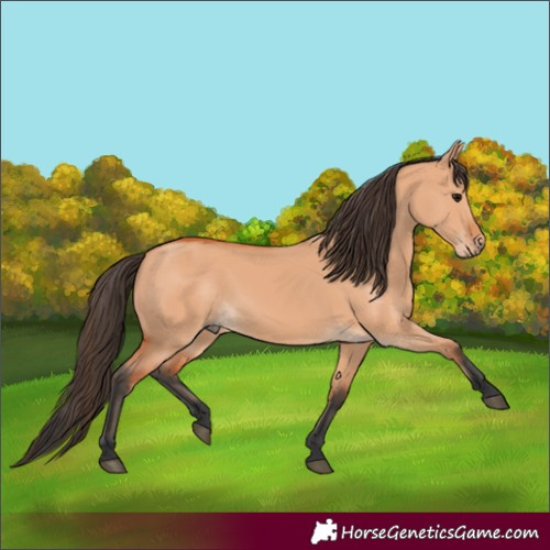 Horse Color:Bay Dun 