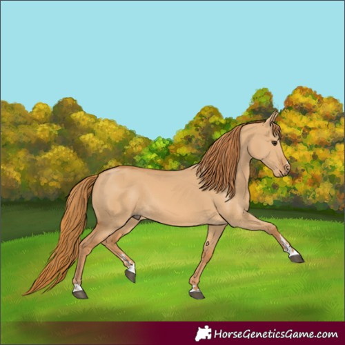 Horse Color:Red Dun 