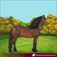 Horse Color:Bay 