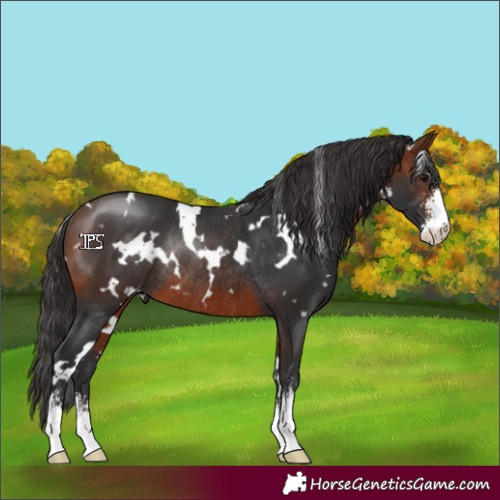 Horse Color:White Spotted Brown Sabino Rabicano 