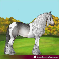 Horse Color:Gray Bay Tobiano 