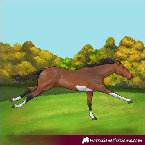 Horse Color:Bay Tobiano Rabicano 