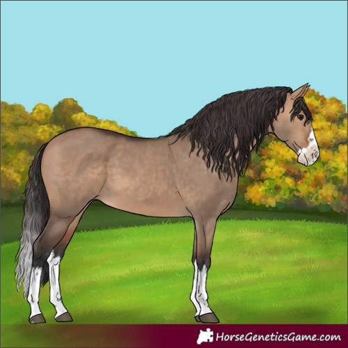 Horse Color:Bay Dun Splash 