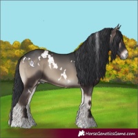 Horse Color:White Spotted Blue Onyx