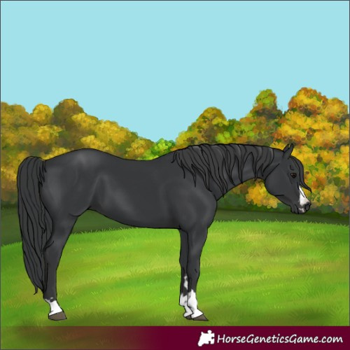 Horse Color:Black 