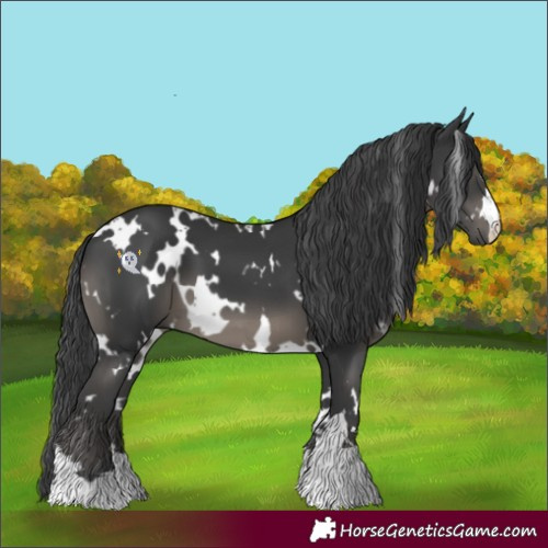 Horse Color:White Spotted Black