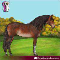 Horse Color:Bay Sabino Tobiano 