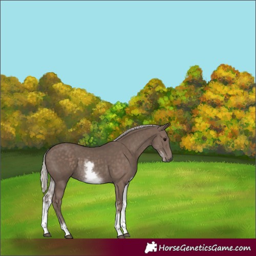 Horse Color:Unknown 