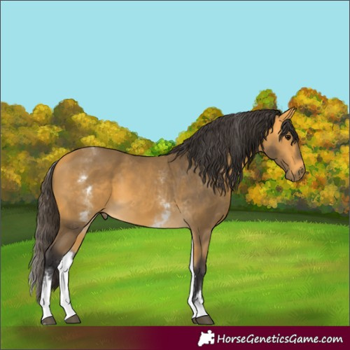 Horse Color:White Spotted Buckskin