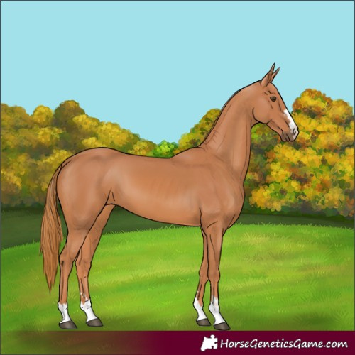 Horse Color:Unknown 