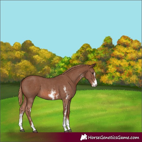 Horse Color:Chestnut Sabino 