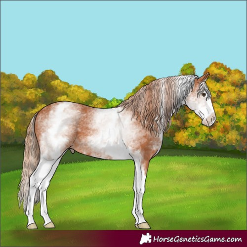 Horse Color:White Spotted Chestnut Splash