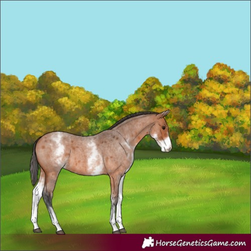 Horse Color:Unknown 