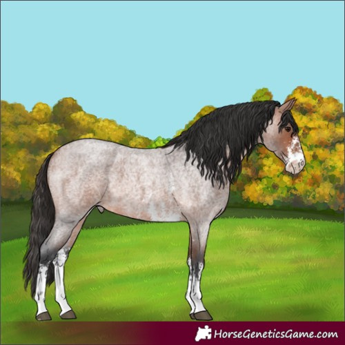 Horse Color:Bay Roan Sabino 