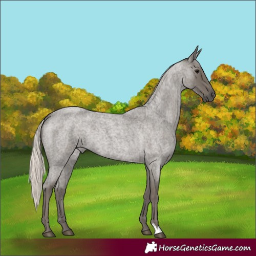 Horse Color:Silver Blue Roan 