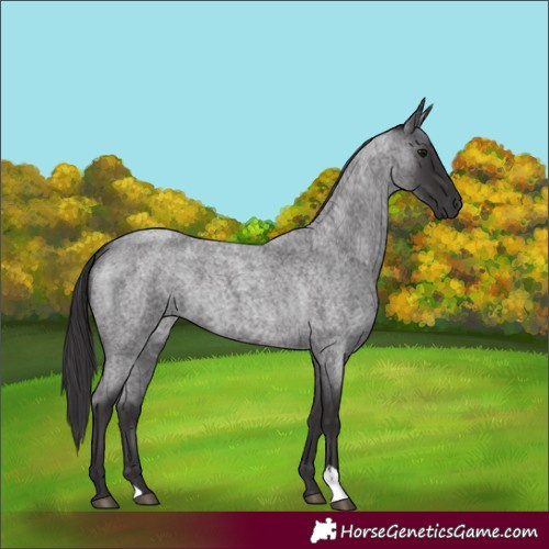 Horse Color:Smoky Blue Roan 