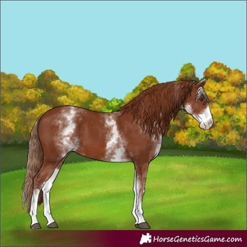 Horse Color:Unknown 
