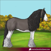 Horse Color:Smoky Grullo Splash 