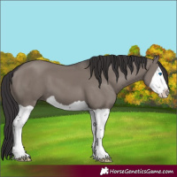 Horse Color:Smoky Grullo Splash 