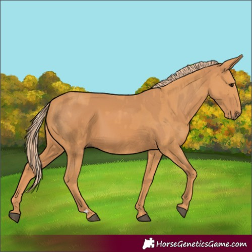 Horse Color:Chestnut  and Chestnut 