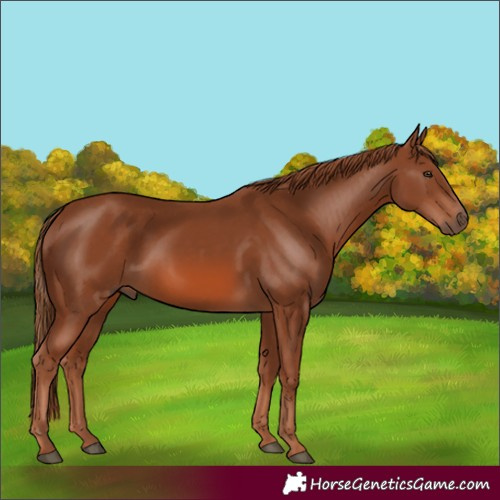 Horse Color:Unknown 