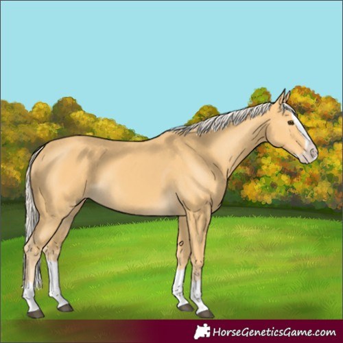 Horse Color:Unknown 
