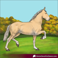 Horse Color:Palomino 