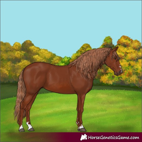 Horse Color:Chestnut 