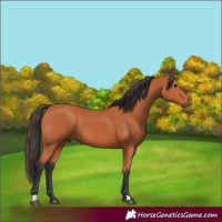 Horse Color:Bay 