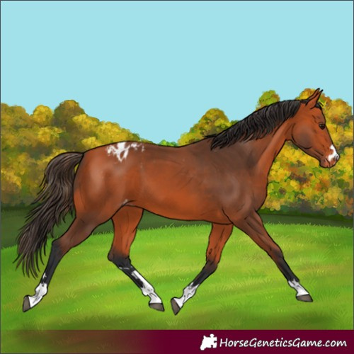 Horse Color:Bay Appaloosa 