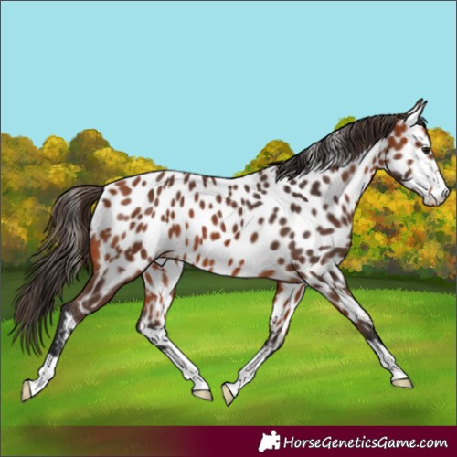 Horse Color:Bay Appaloosa 