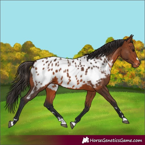 Horse Color:Bay Appaloosa