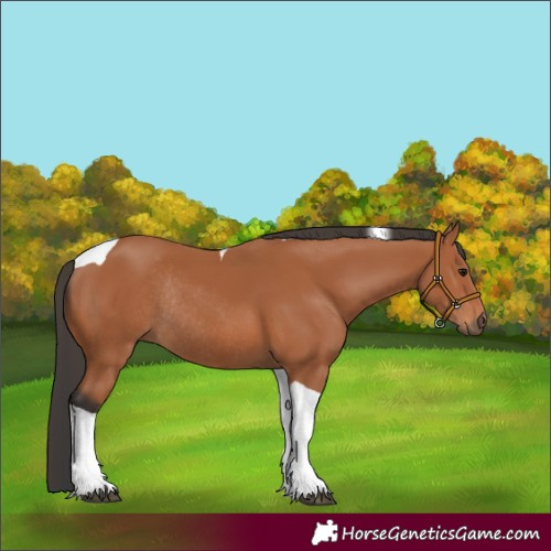 Horse Color:Bay Tobiano Rabicano