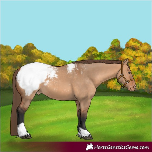 Horse Color:Bay Dun Tobiano Appaloosa Rabicano