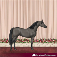 Horse Color:Grullo Rabicano 